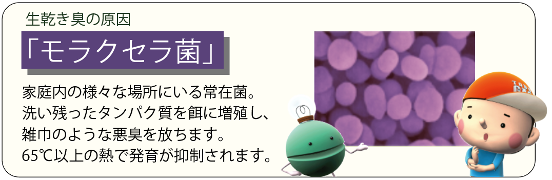 生乾き臭の原因　モラクセラ菌